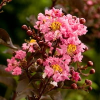 Делта джаз Крапемиртъл Цъфтеж широколистен храст дърво с розови цветове-пълно слънце живо растение На открито-Южна