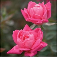 Розов Двойно нокаут розов храст Цъфтеж полу-вечнозелен храст с балон-гума розов двойна форма Цъфтеж - пълно