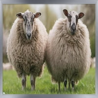 Овце, Стоящи В Поляната Стена Плакат, 22.375 34 В Рамка