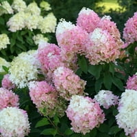 Хортензия Пинкачу Големи Цветя С Дълбоки Кестеняви Стъбла-Живо Външно Растение