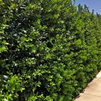 Нели Р Стивънс Холи Плътен Пирамидален Голям Вечнозелен Храст - Пълно Слънце Живо Открито Растение