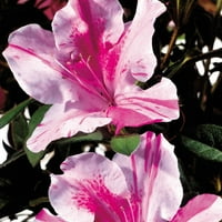 Бис Азалия есенен обрат Ребломиращ пурпурен и розов вечнозелен храст - пълно слънце живо растение На открито
